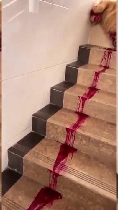 He just loves dragonfruit