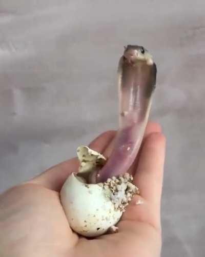 Baby King Cobra hatches 🐍