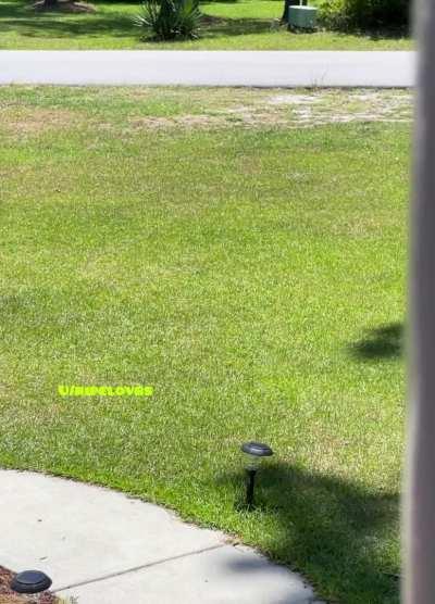 Showing off for the neighbors