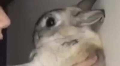 Roma si tuviese conejo de mascota