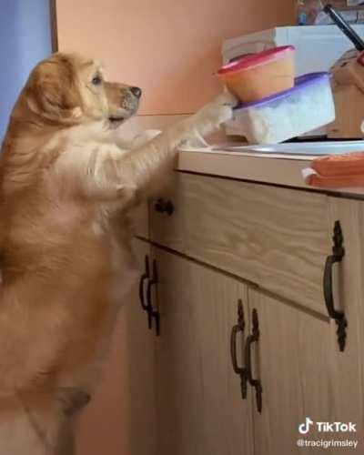 Doggo caught in the act