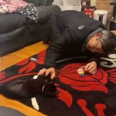 All dads are cat lovers, they just don't know it yet