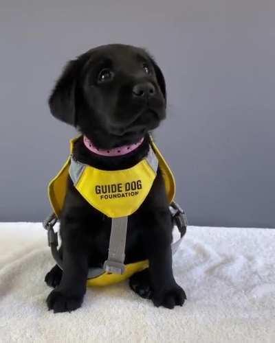 Guide Dog reporting for duty