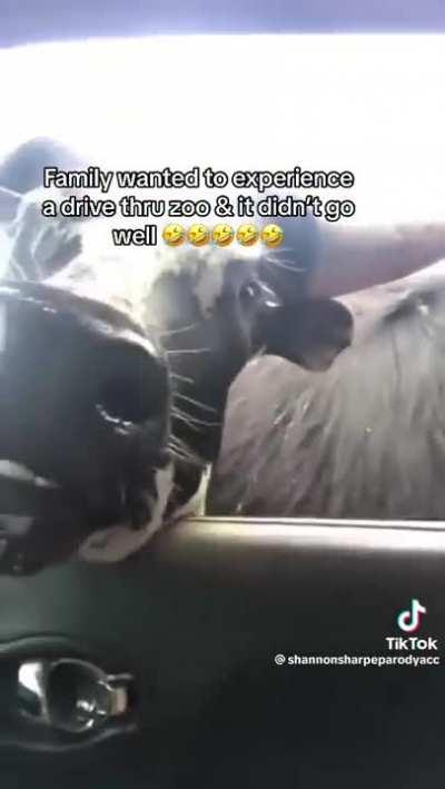 So much chaos in one vehicle 