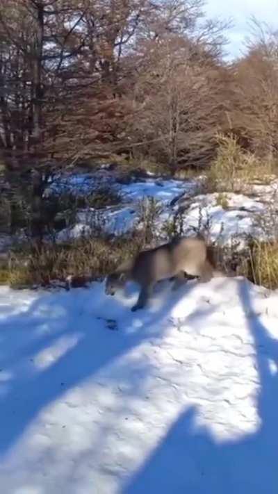 Una familia de cordobeses se encontró con un pumita en El Chaltén y activaron el protocolo de protección ante un encuentro
