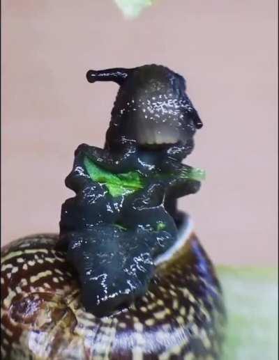 This slug is my spirit animal