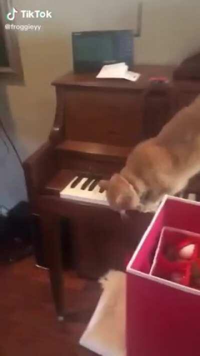 Cat+piano keys