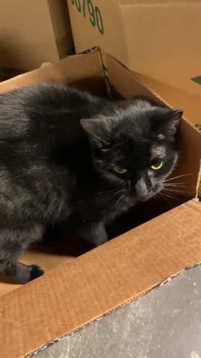 Our basement cat yells until you pet her in her box
