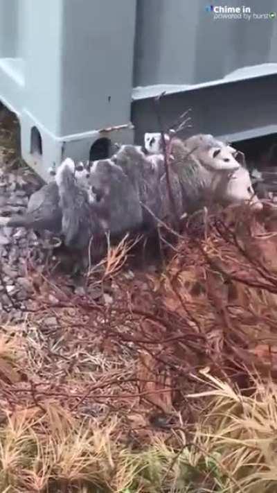 That’s a school bus