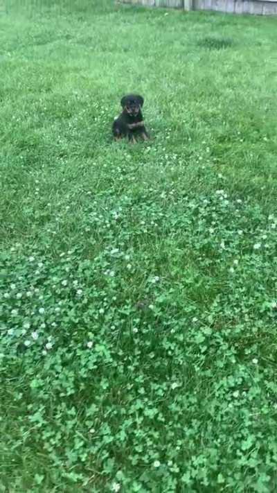 8 weeks old, 2nd day home!