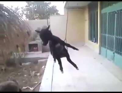 average georgian house