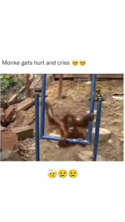 Monke gets hurt and cries 