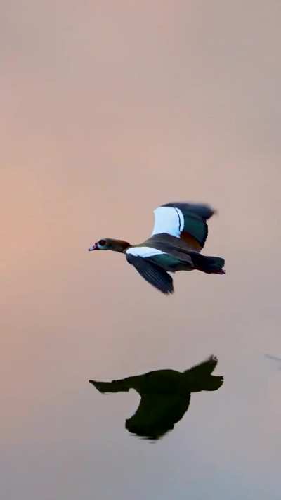 Filmed an Egyptian Goose flying over Lake Austin this morning.