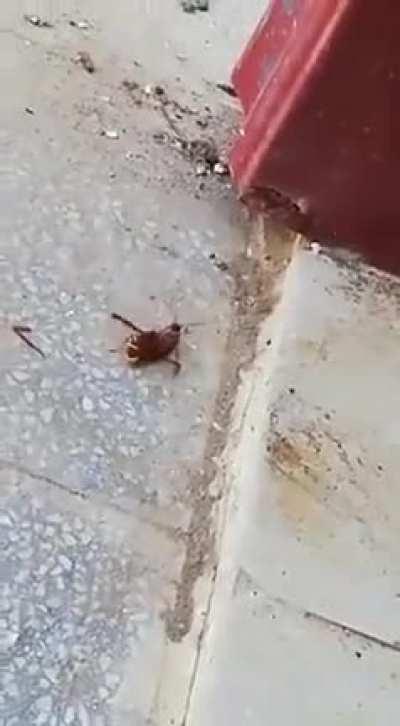 Wasp Versus Cockroach