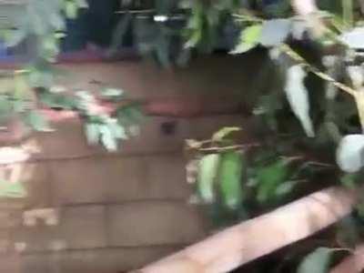 They’re not all cute n cuddly