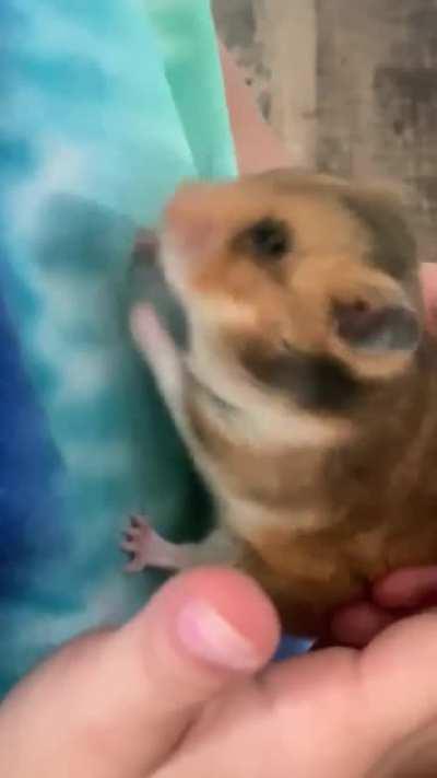 Hamster Devouring Cicada