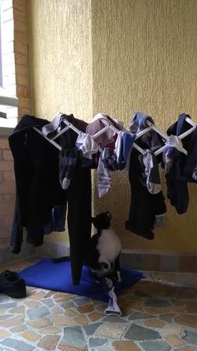 Kodama taking care of the chores in my day off.