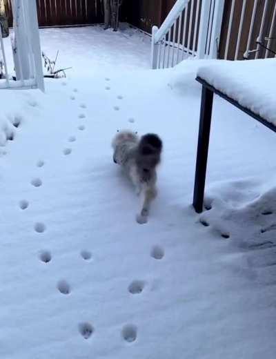 The supermodel cat 🐾 