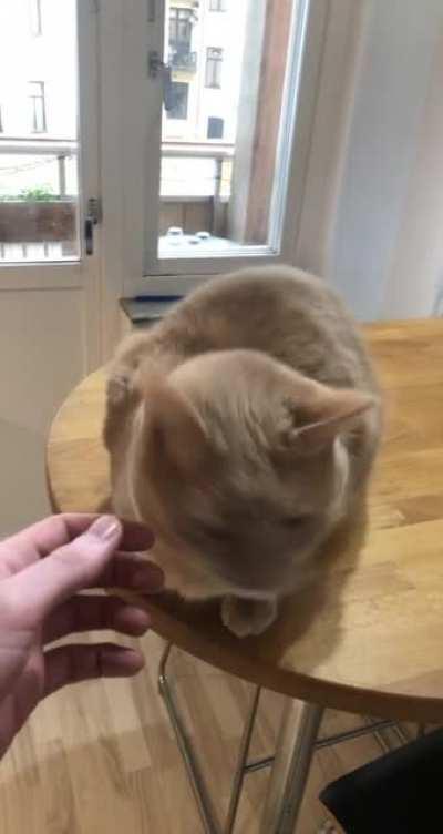 By this time he will just pet himself on my hand