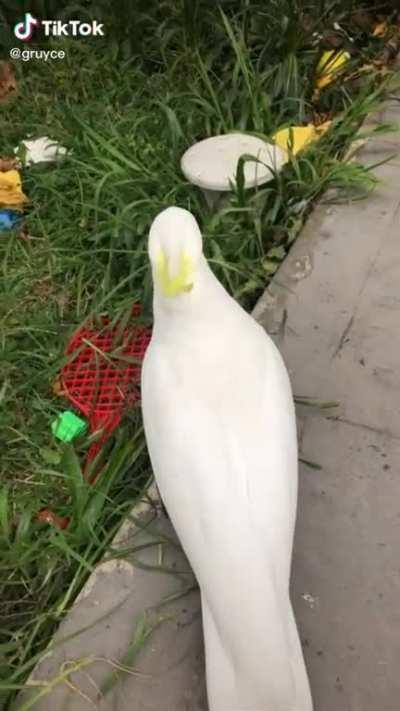 He was just vibin tho