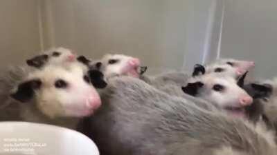 Opossums eating bananas