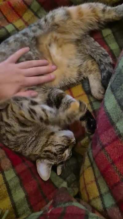 Tummy jiggles are life