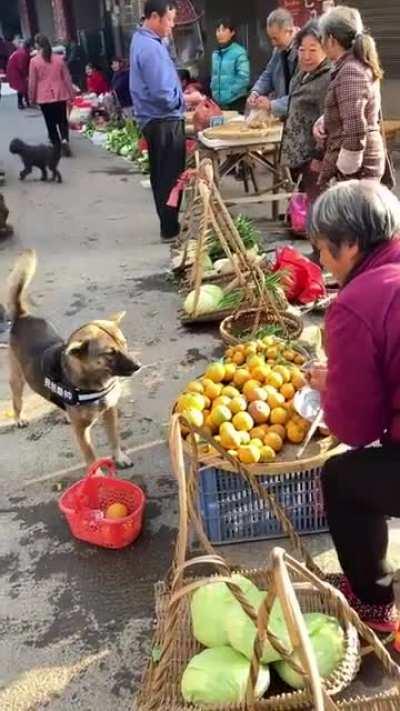 Derpy but quite smart too, and polite