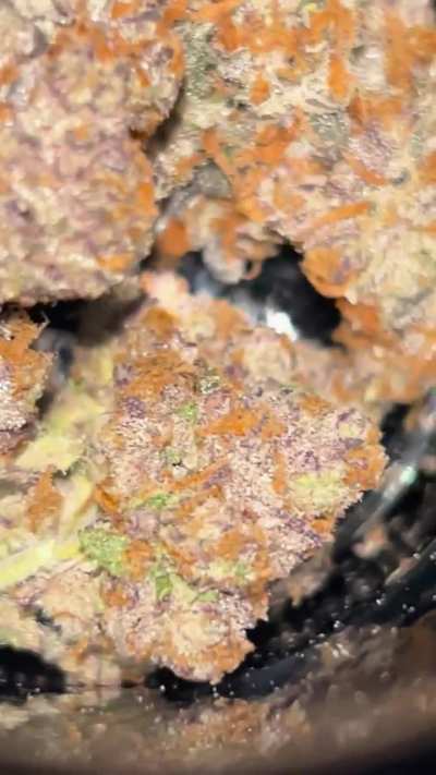 🧬: (blue’s qlues x blue’s qlues) x double plat cookies x (blue’s qlues x blue’s qlues)— genetics by grandiflora, grown by entropy farms. some of the better weed i’ve smoked this year