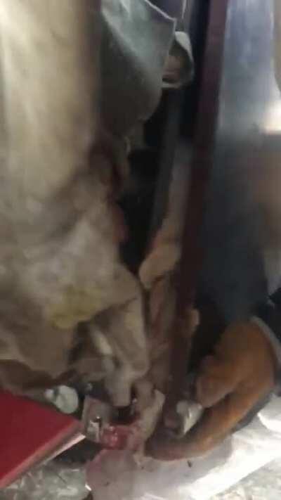 Fødevarestyrelsen når de afliver mink