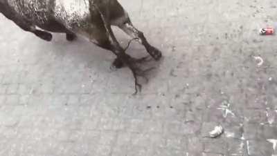 Bull vs Chicago Bulls jersey guy