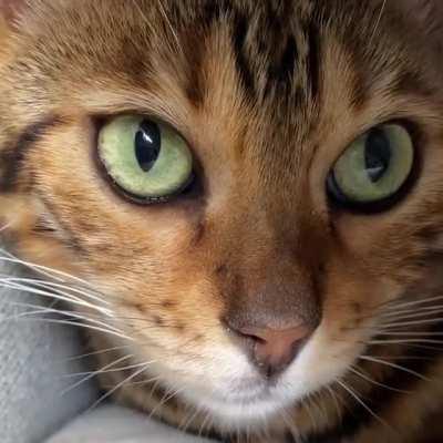 This cats eyes getting big looks neat