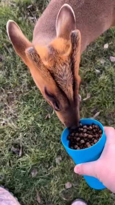 🔥 A Muntjac, also known as a barking deer!