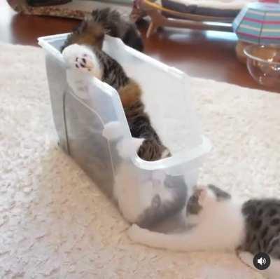 Cat meditates. Do not interfere!