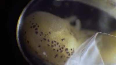 Fascinating time-lapse of a salamander growing from a single cell, into a complete, complex living organism over three weeks. Credit: Jan van IJken