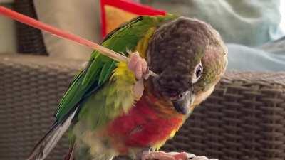 The itchy and scritchy show