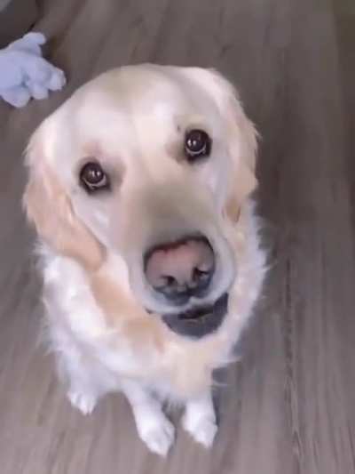 When a dog first encounters an egg