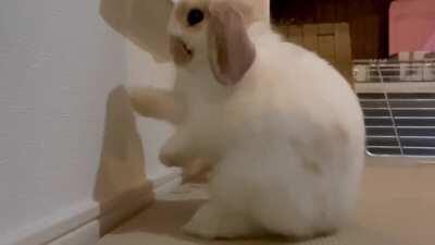 Caught the champ training for the big fight