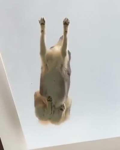 Thanks, I love Heaven Dog.