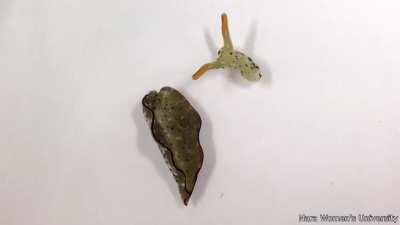 This slug cut of his head to kill parasites