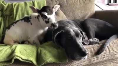 When the Baby Cows think that the Dog is a Big Cow