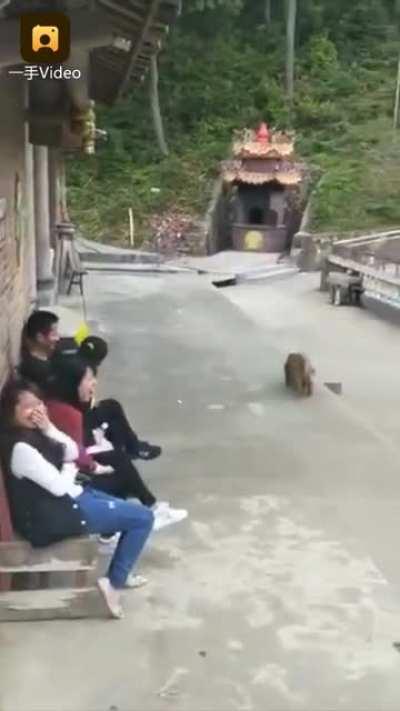 Let me push this monkey into the water, WCGW?