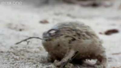 A tiny angry squeaking Viper.