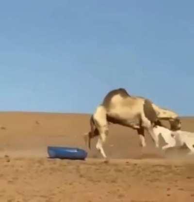 Donkey vs Camel