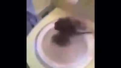 Ibo eshak new cangeot gooooo