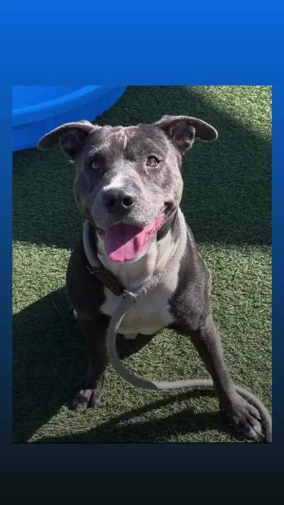 RUNNING OUT OF TIME. Please HELP Hunter. He only has until TUESDAY 10/28 to get ADOPTED directly from the shelter or RESCUED (then he needs a FOSTER and PLEDGES). EUTHANASIA LIST at Orange County Animal Services in ORLANDO, FL. Please dm  me if you can fo