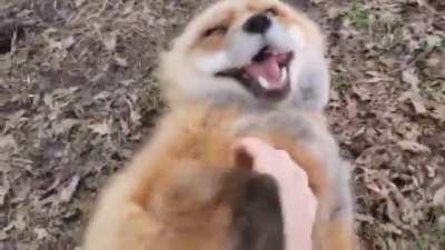 Enjoying the petting