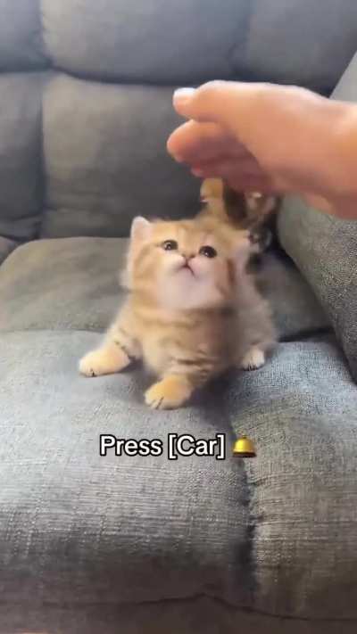 Cute cat