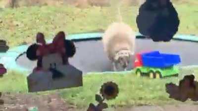 Even sheeps like to play