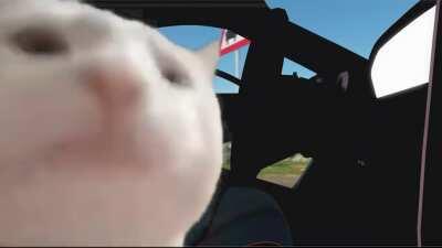 Cat Vibing to Forza Horizon 4 Menu Theme