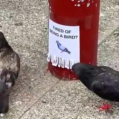 Pigeon mains regretting their choice